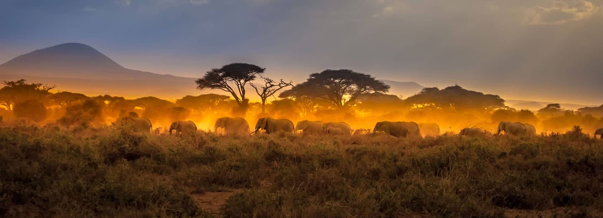 Crucero por África con elefantes