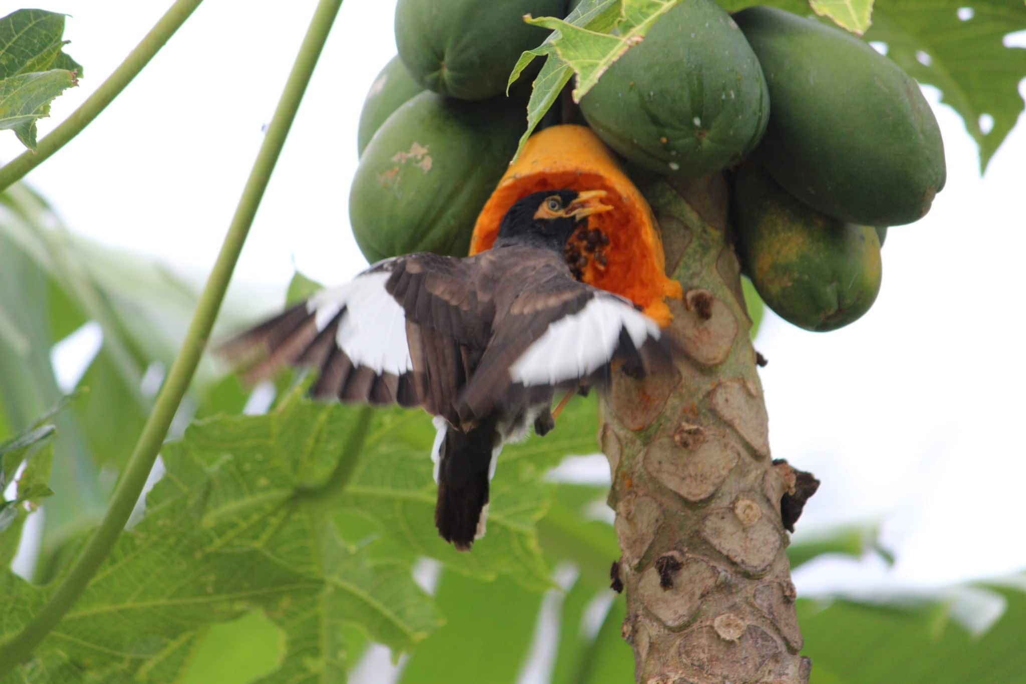 The Myna bird eating the ripe fruit off the Mango tree before we could get to it in Rarotonga