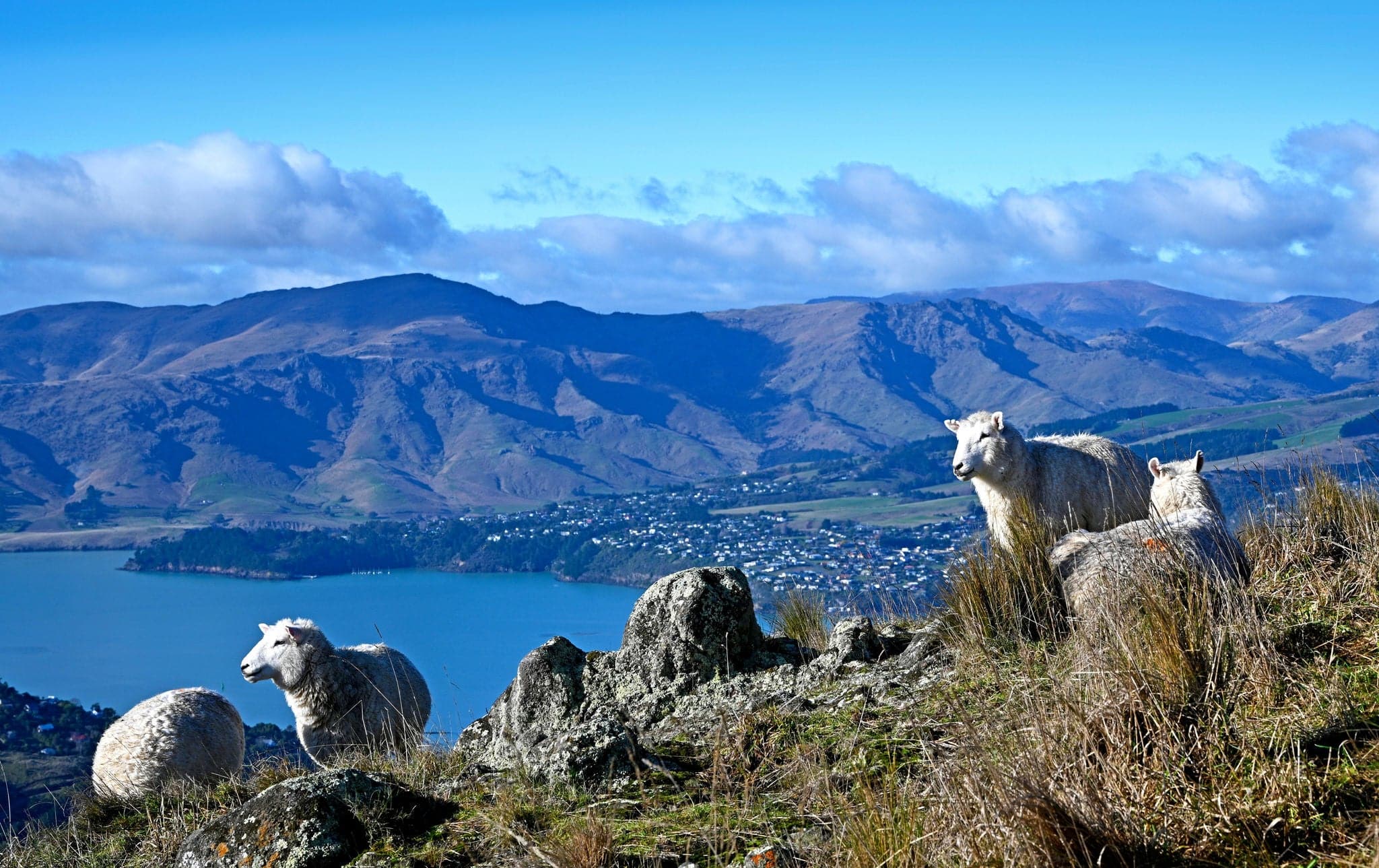 Sheep Grazing at the top of the Port Hills overlooking Lyttelton Harbour and Charteris Bay.
