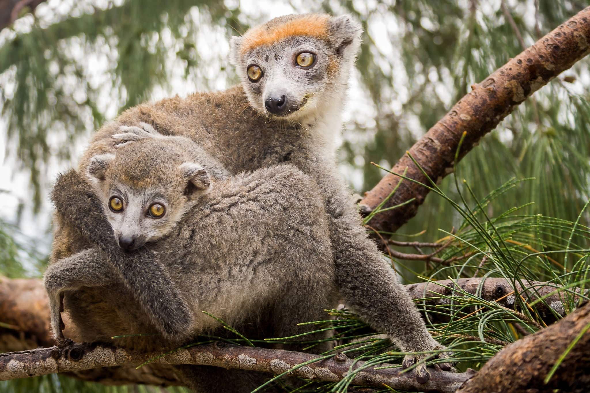 Crowned lemur (Eulemur Coronatus), endemic lemur from northern Madagascar