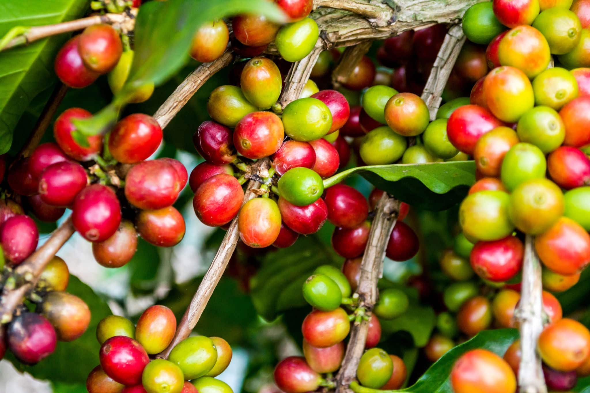 Raw coffee beans