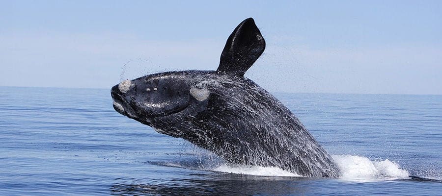 ballena