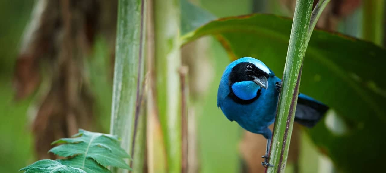 Turquoise Jay Cyanolyca turcosa, vibrant blue bird with the black mask and collar in typical environment of cloud forest. Perched on stem, staring directly at camera, forest background.Andes,Ecuador.