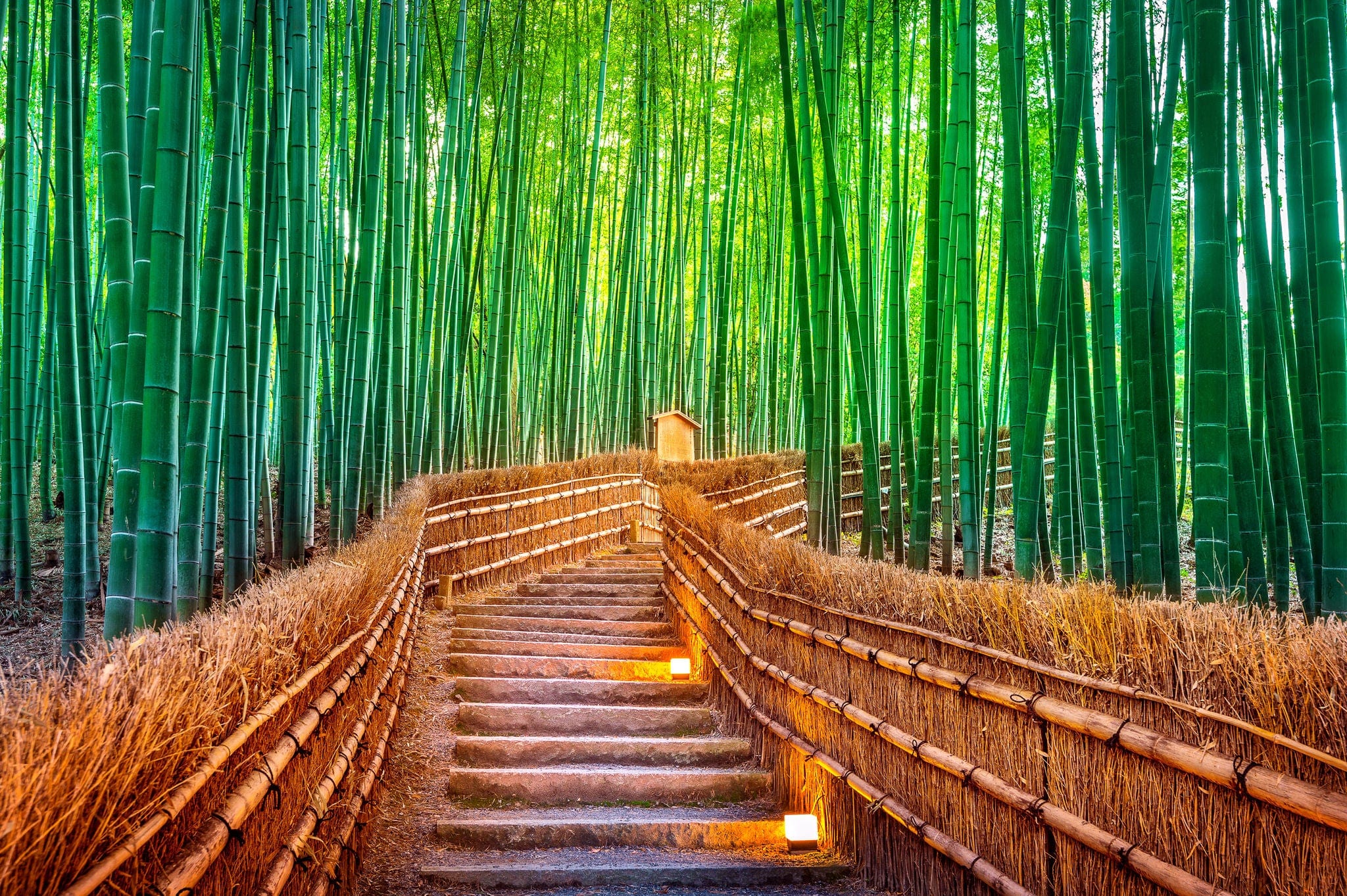 Bamboo Forest in Kyoto, Japan.
