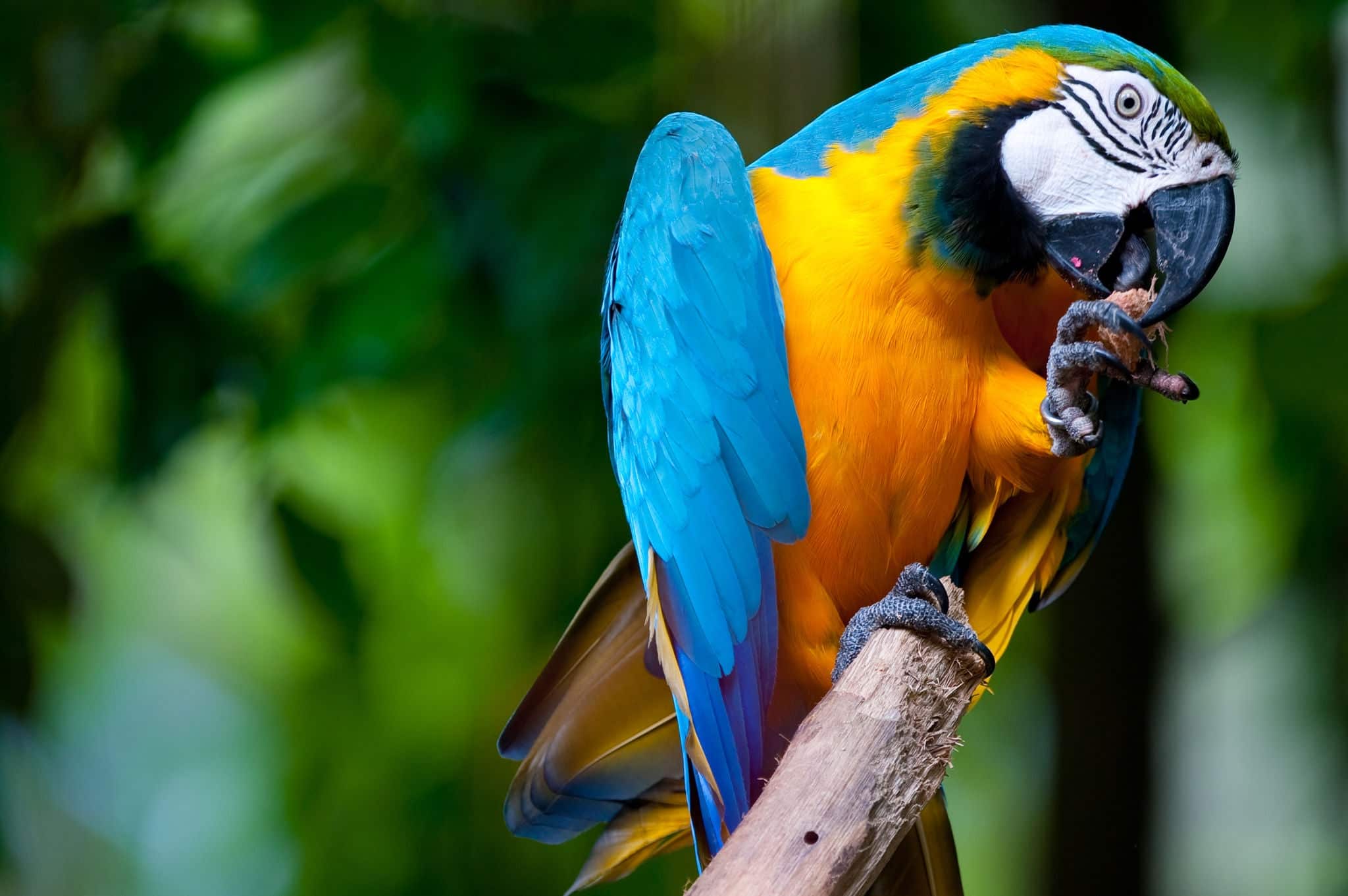 A blue and yellow mackaw parrot