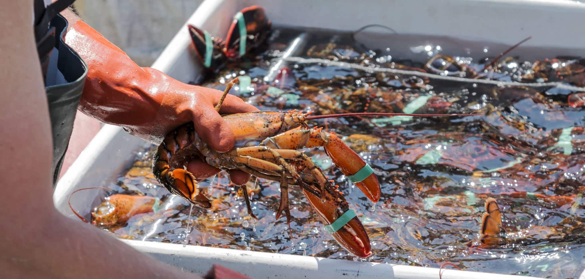 A lobster fisherman is sorting his live lobsters at the end of the day to be sold at the docks.