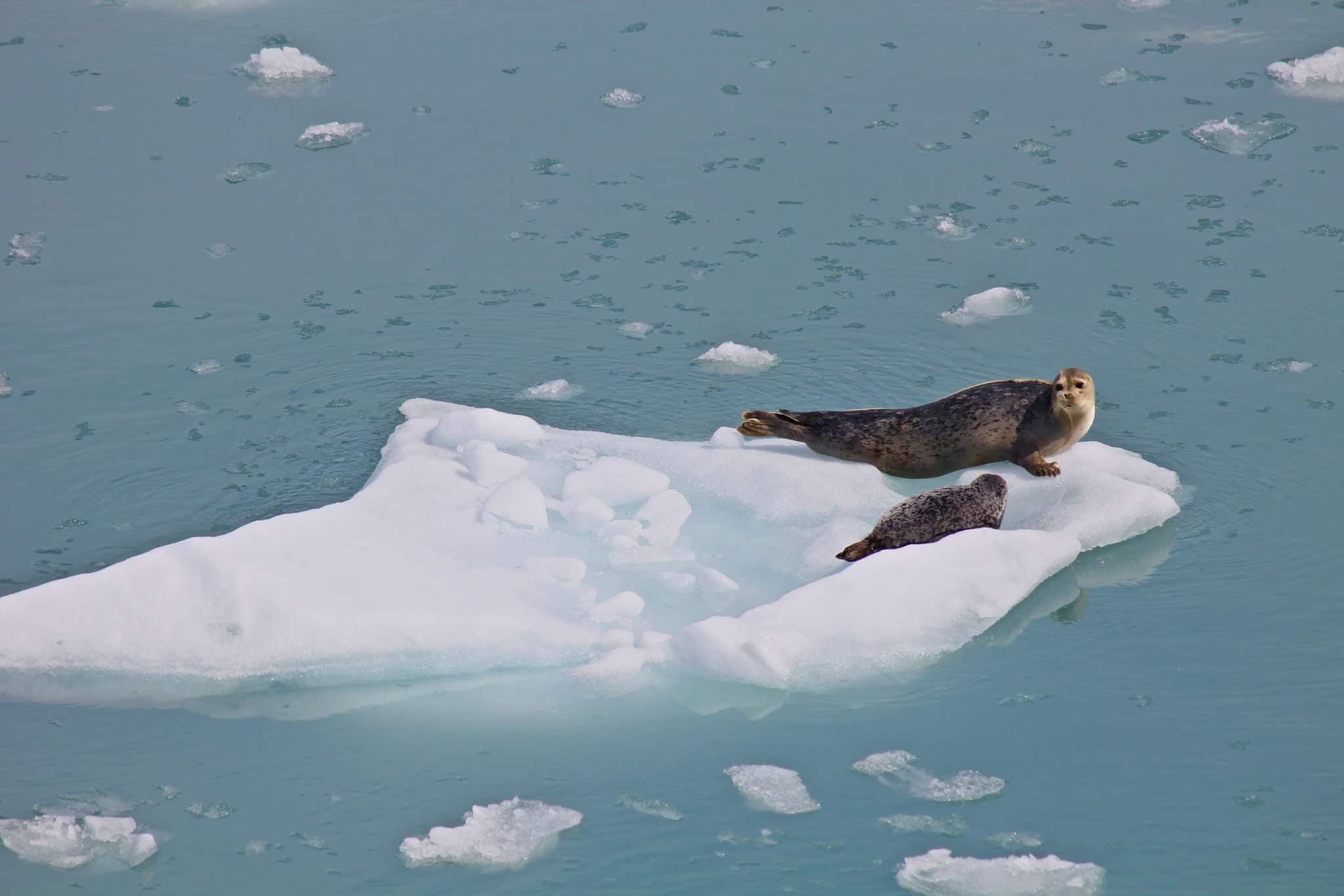 Wild Mom + Pup Seals, near Hubbard Glacier