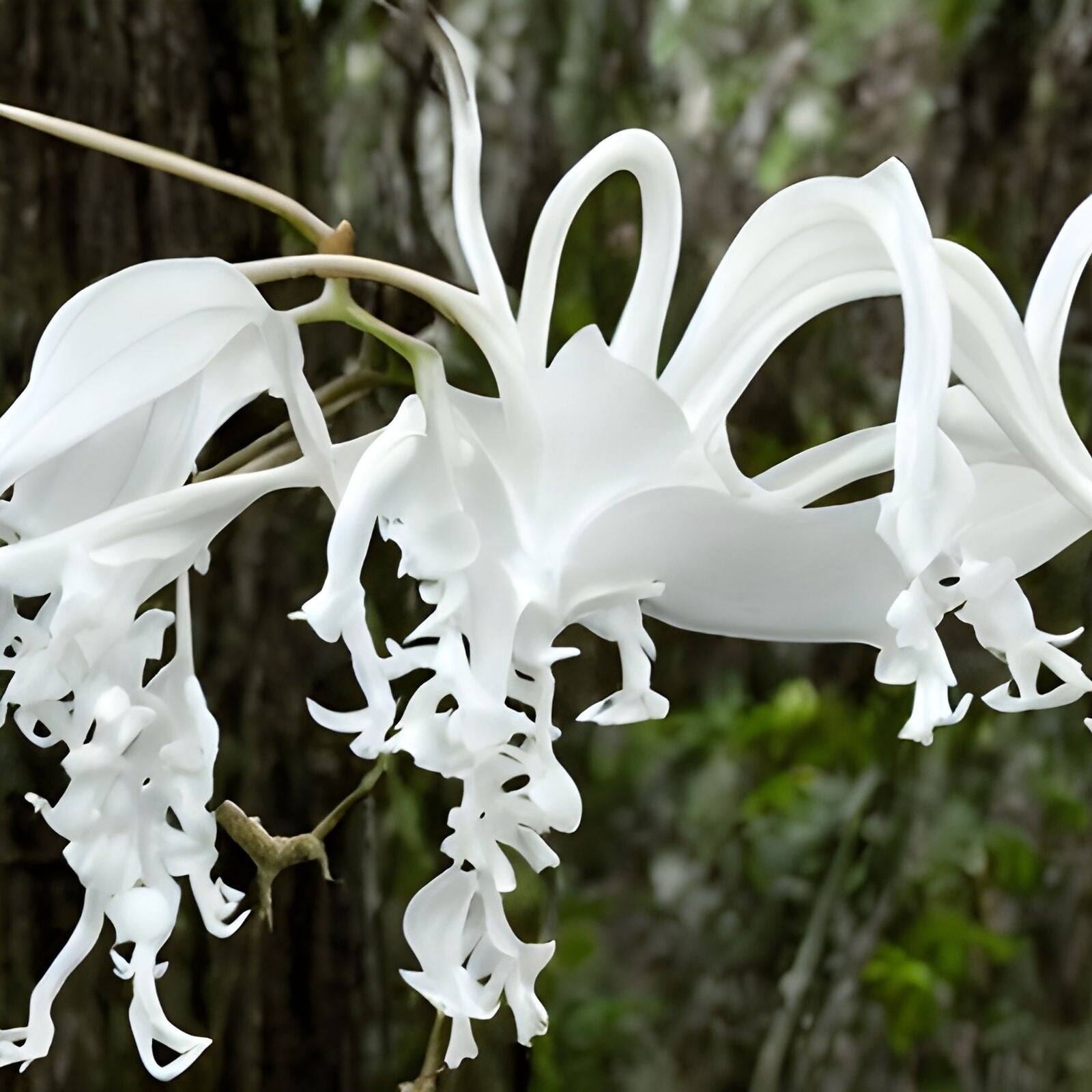 Ghost orchid rare flower type, hanging white flowers