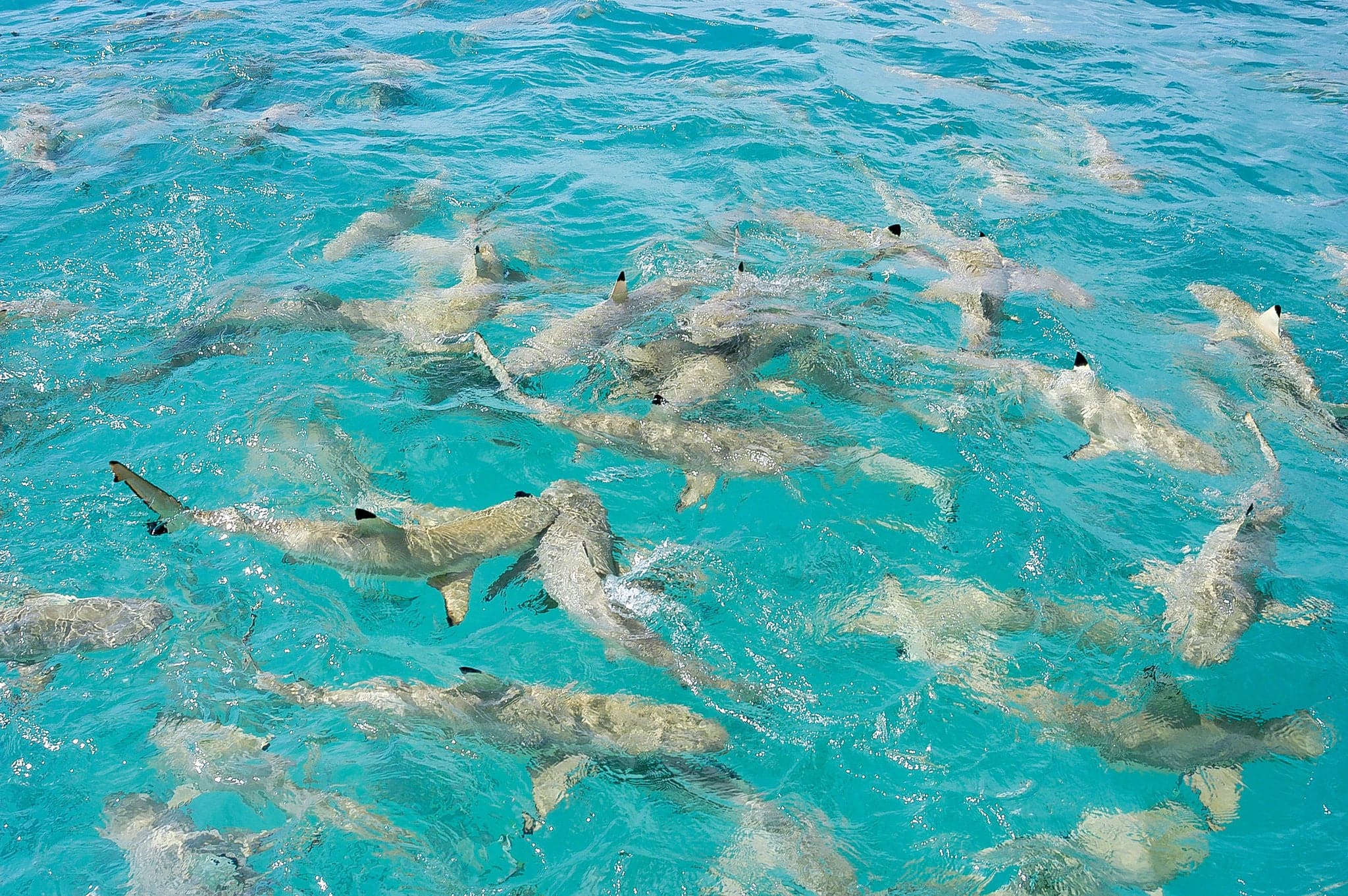 Shark feeding | Rangiroa | French Polynesia