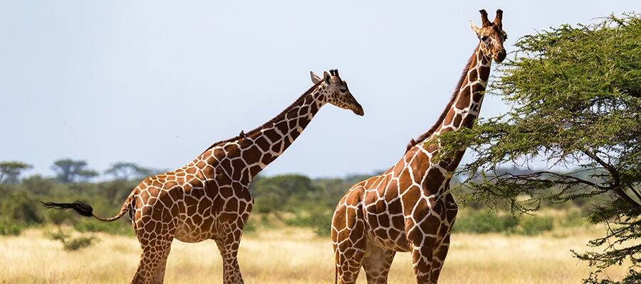 Giraffes walking in Shimba National Reserve in Mombasa, Kenya.