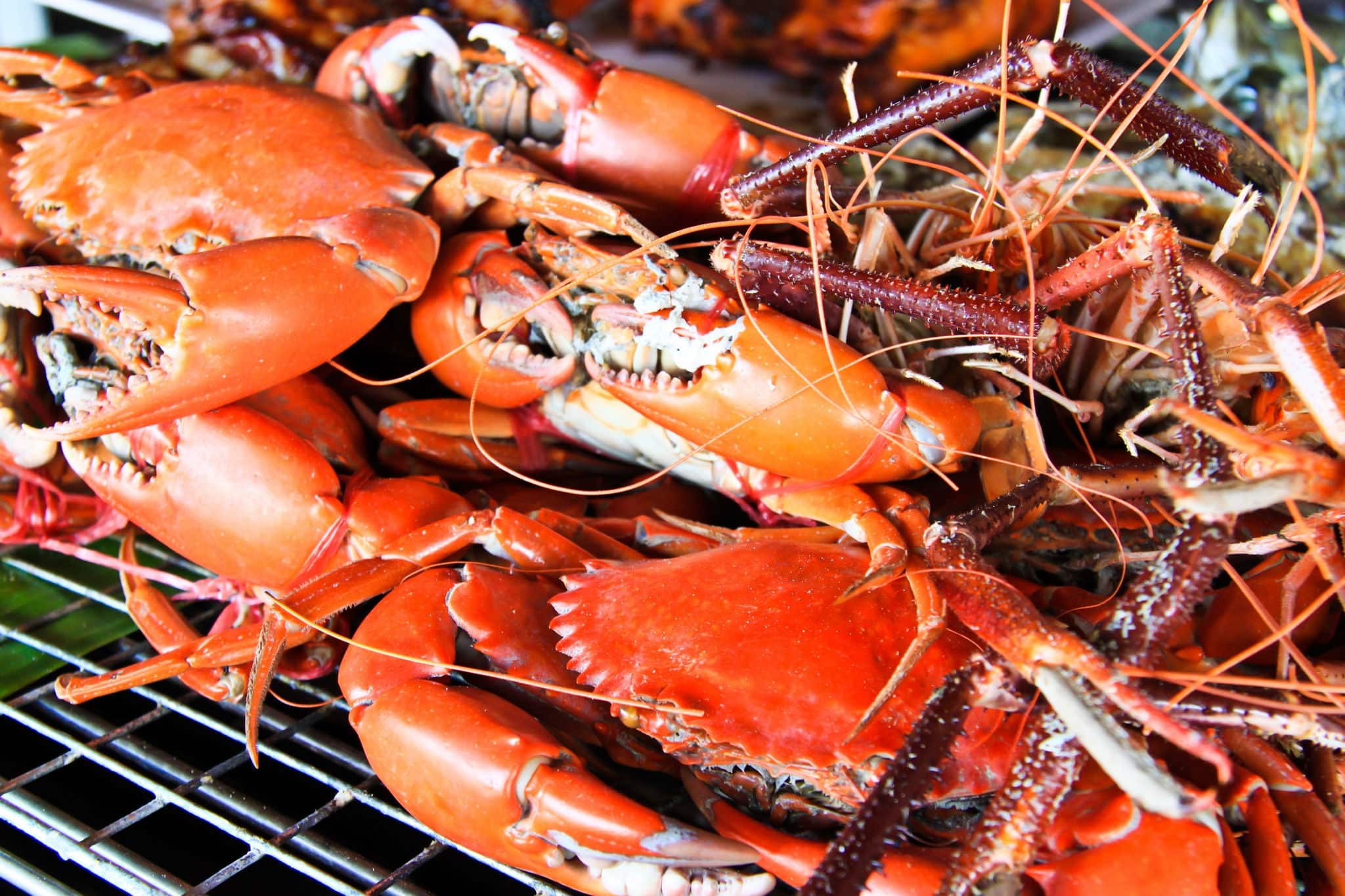 Pile of freshly steamed Maryland Blue Crabs