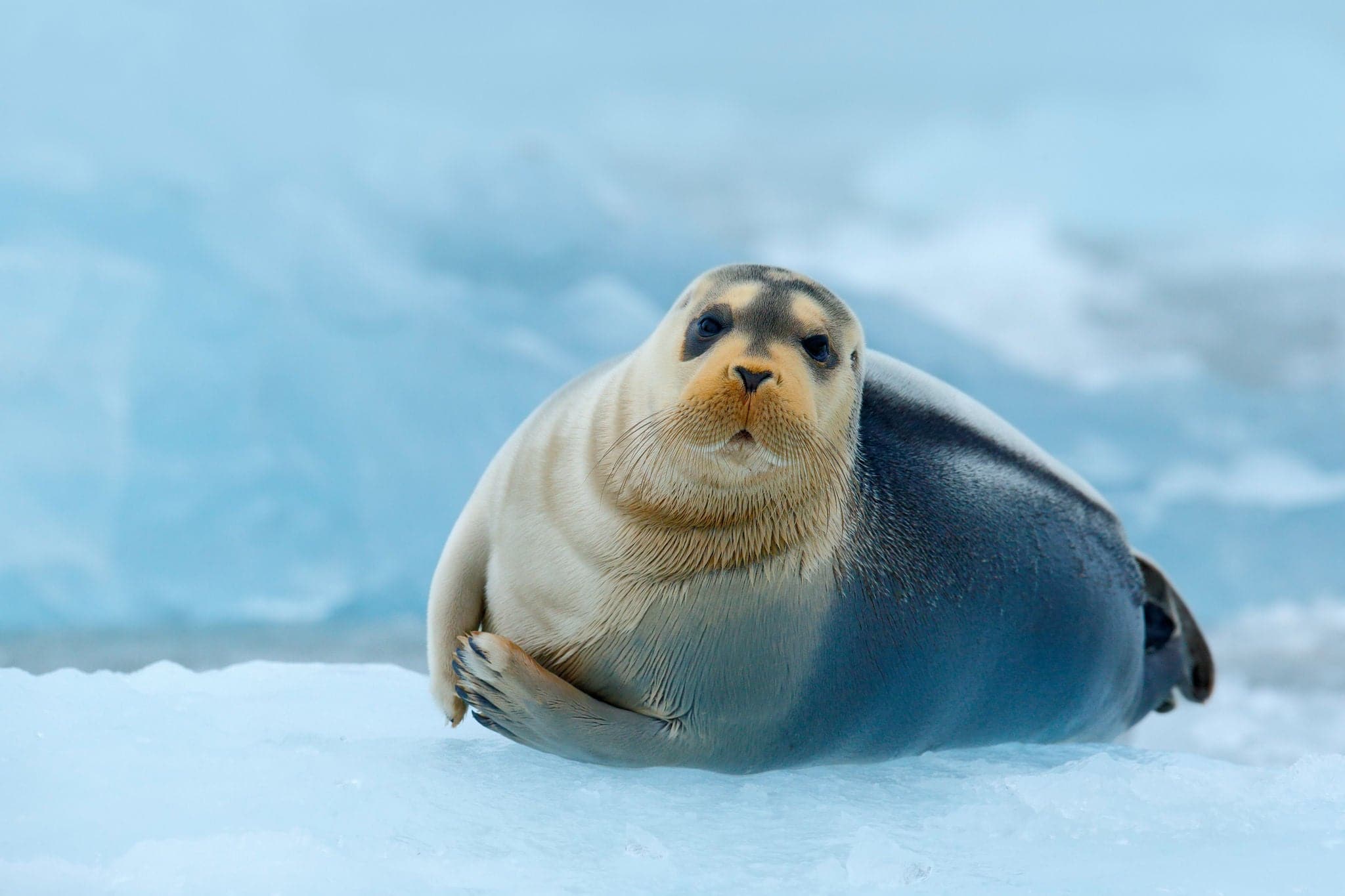 Bearded seal on blue and white ice in Arctic Russia, face to face view.