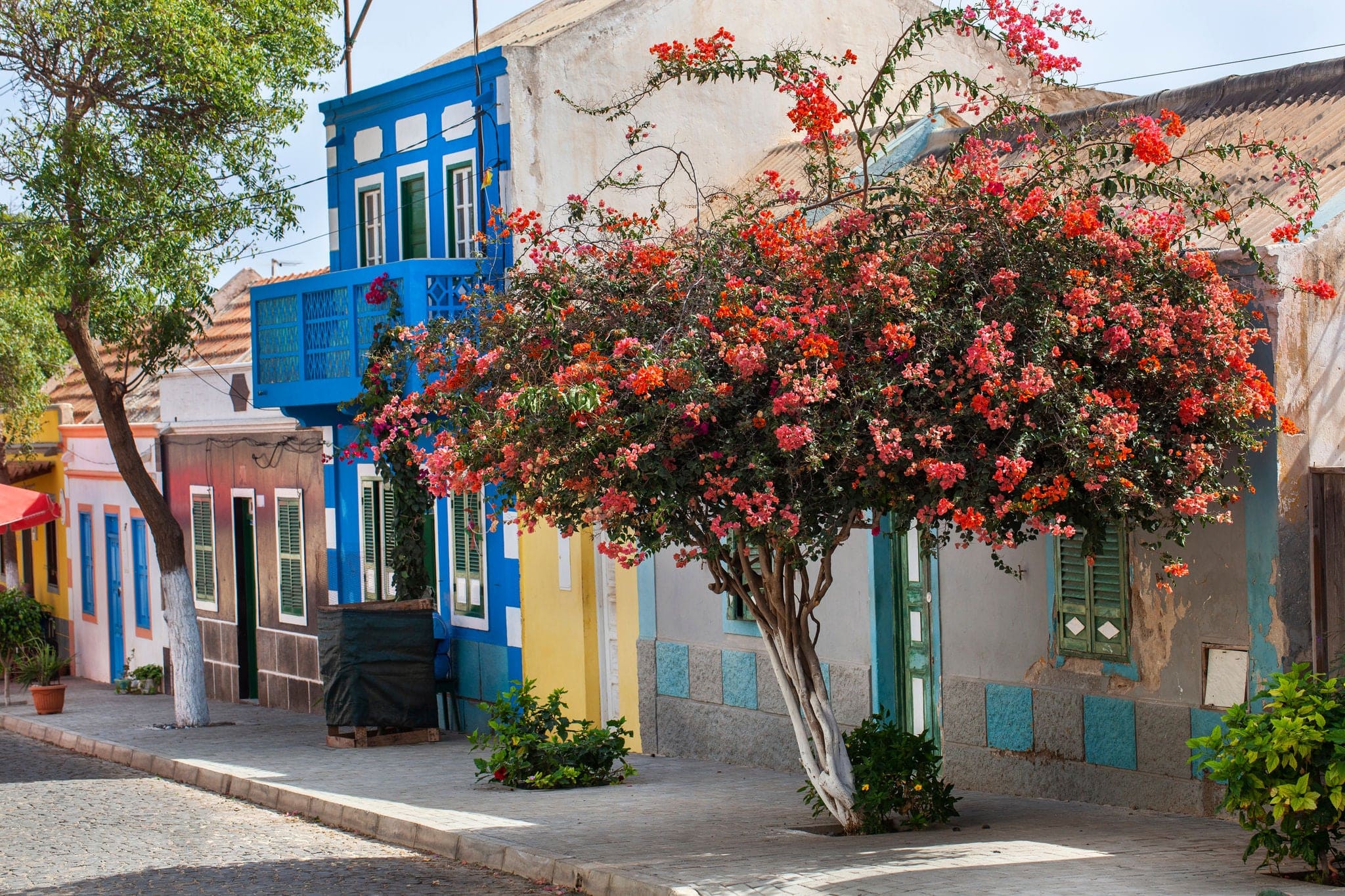 Paved street with colorful houses and flowering tree in Bofareira on the island Boa Vista of Cape Verde