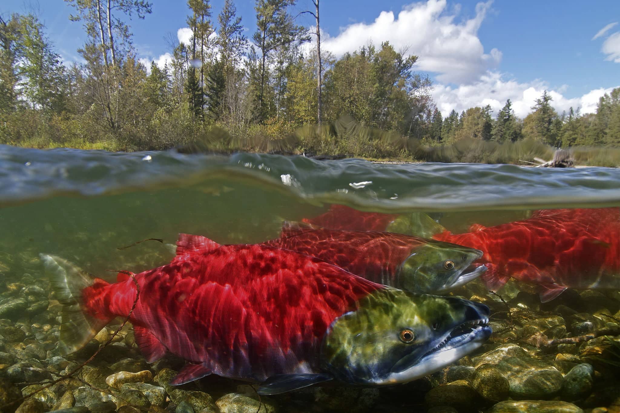 half/half of Adams River Sockeye Salmon.