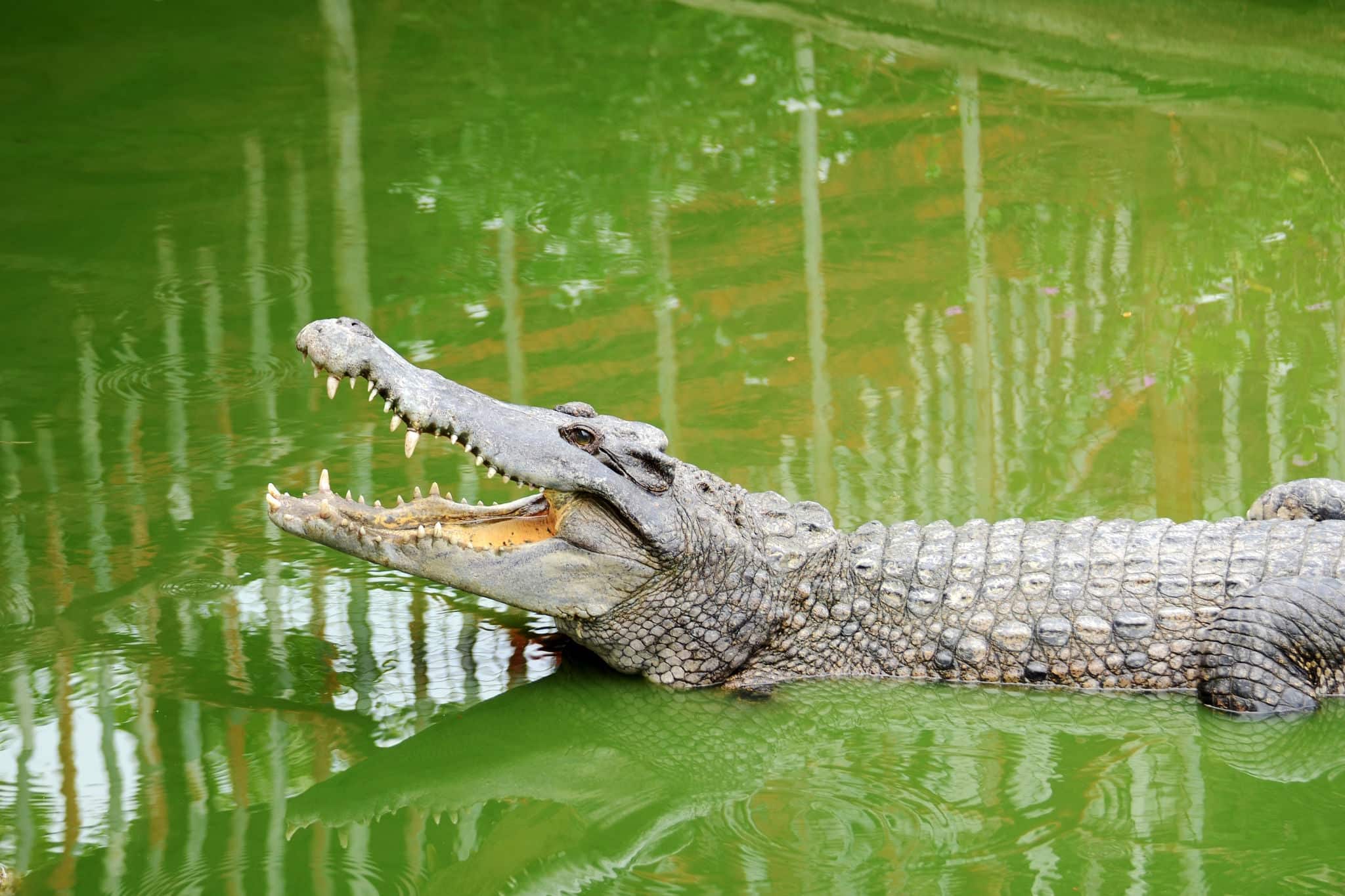 Crocodiles