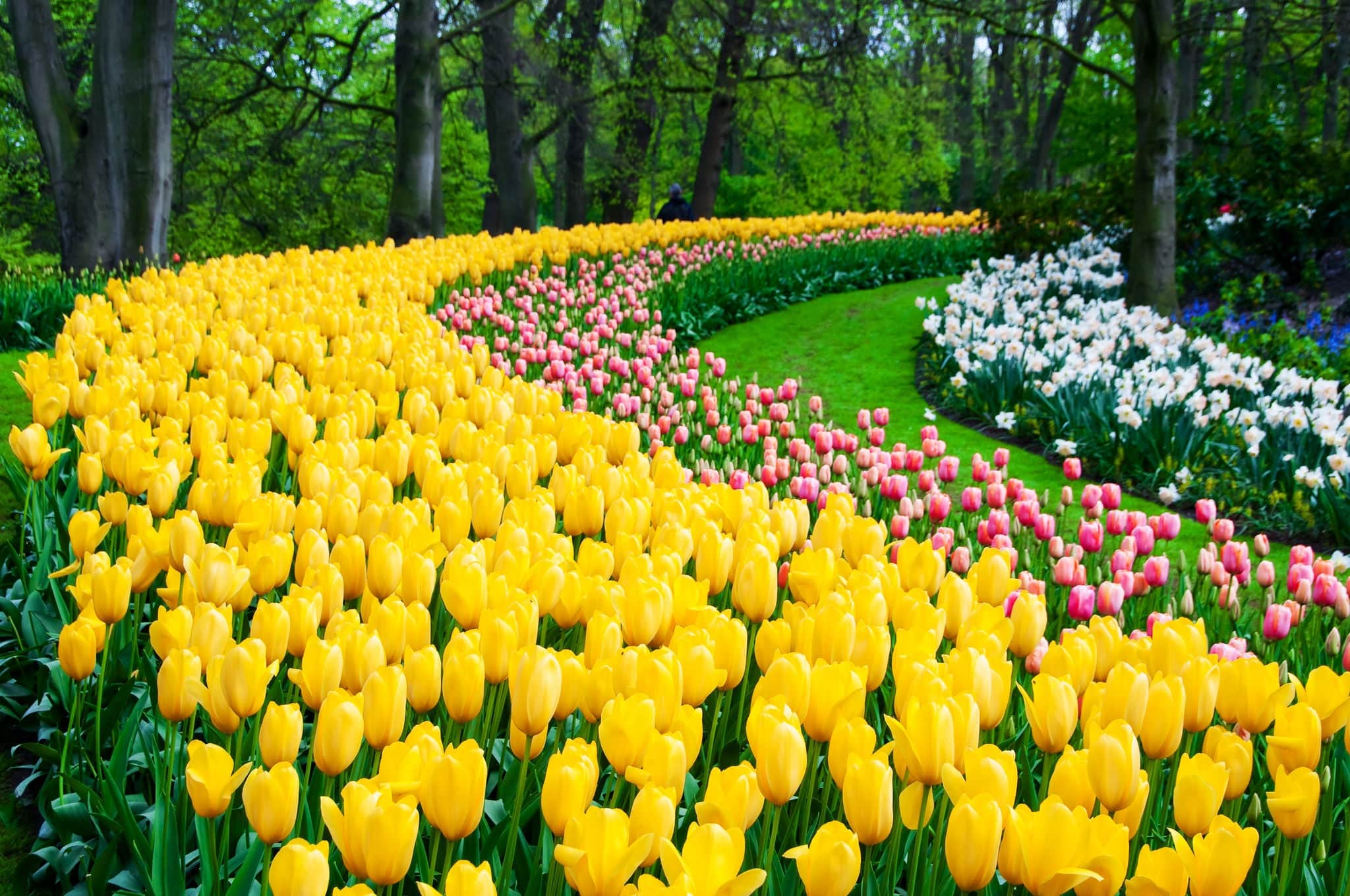 Flower beds in Keukenhof park garden, Holland