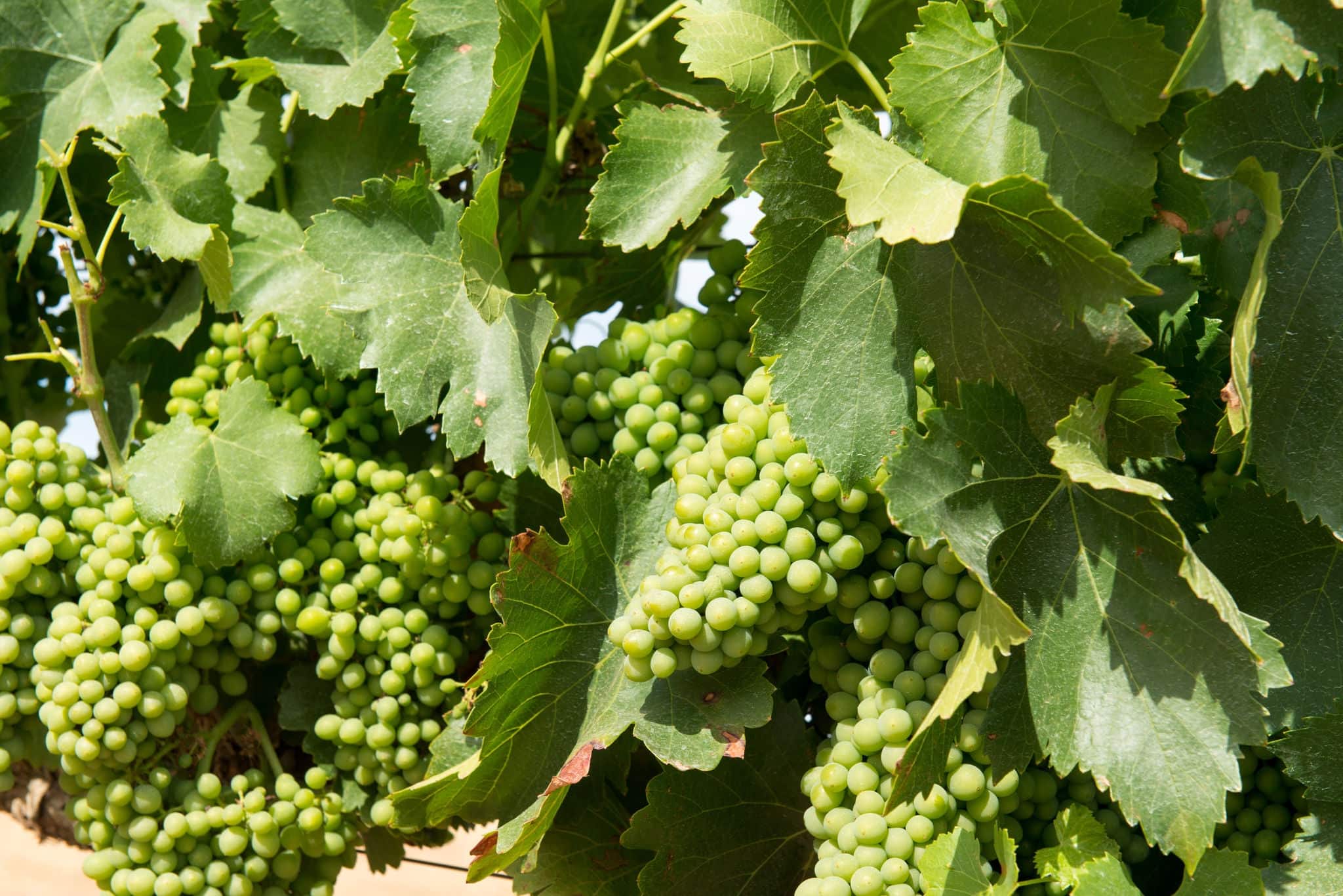 Grapes in a vineyard on a wine farm