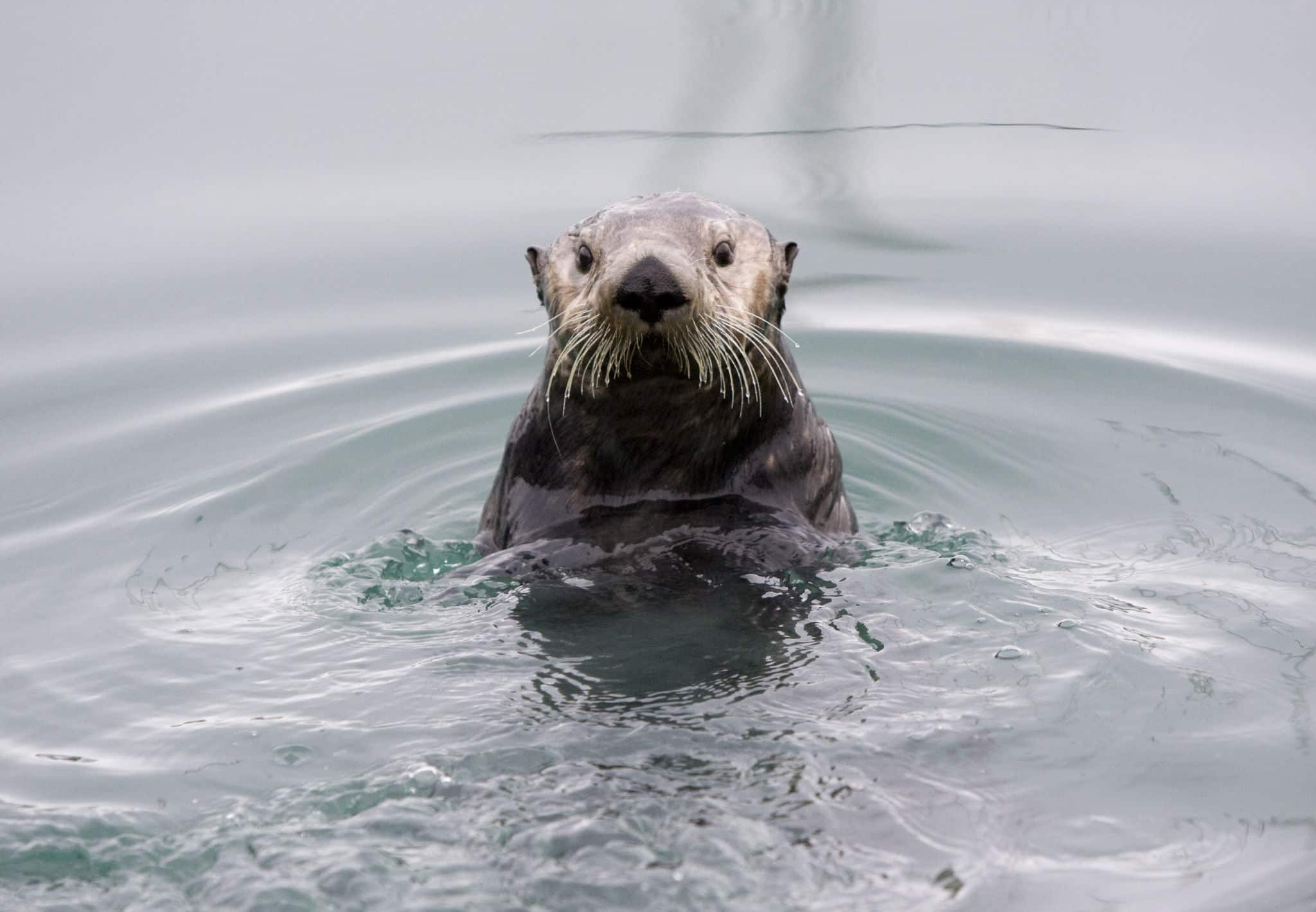 An Alaskan sea otter posing for the camera