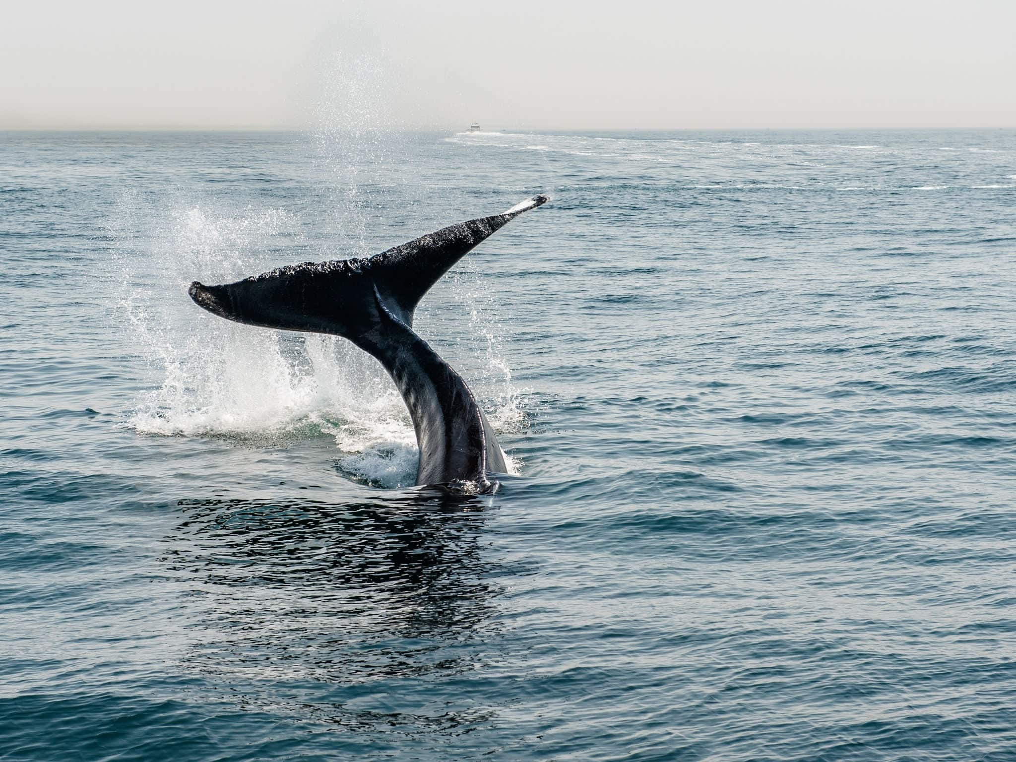 Humpback whale in the waters outside Provincetown, MA and Cape Cod. Cape Cod is a popular travel destination in Massachusetts.