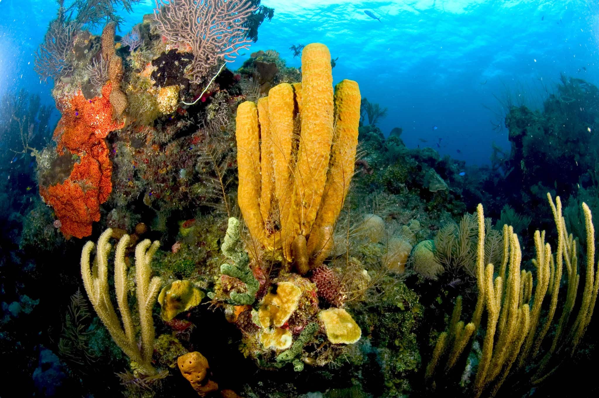 reef