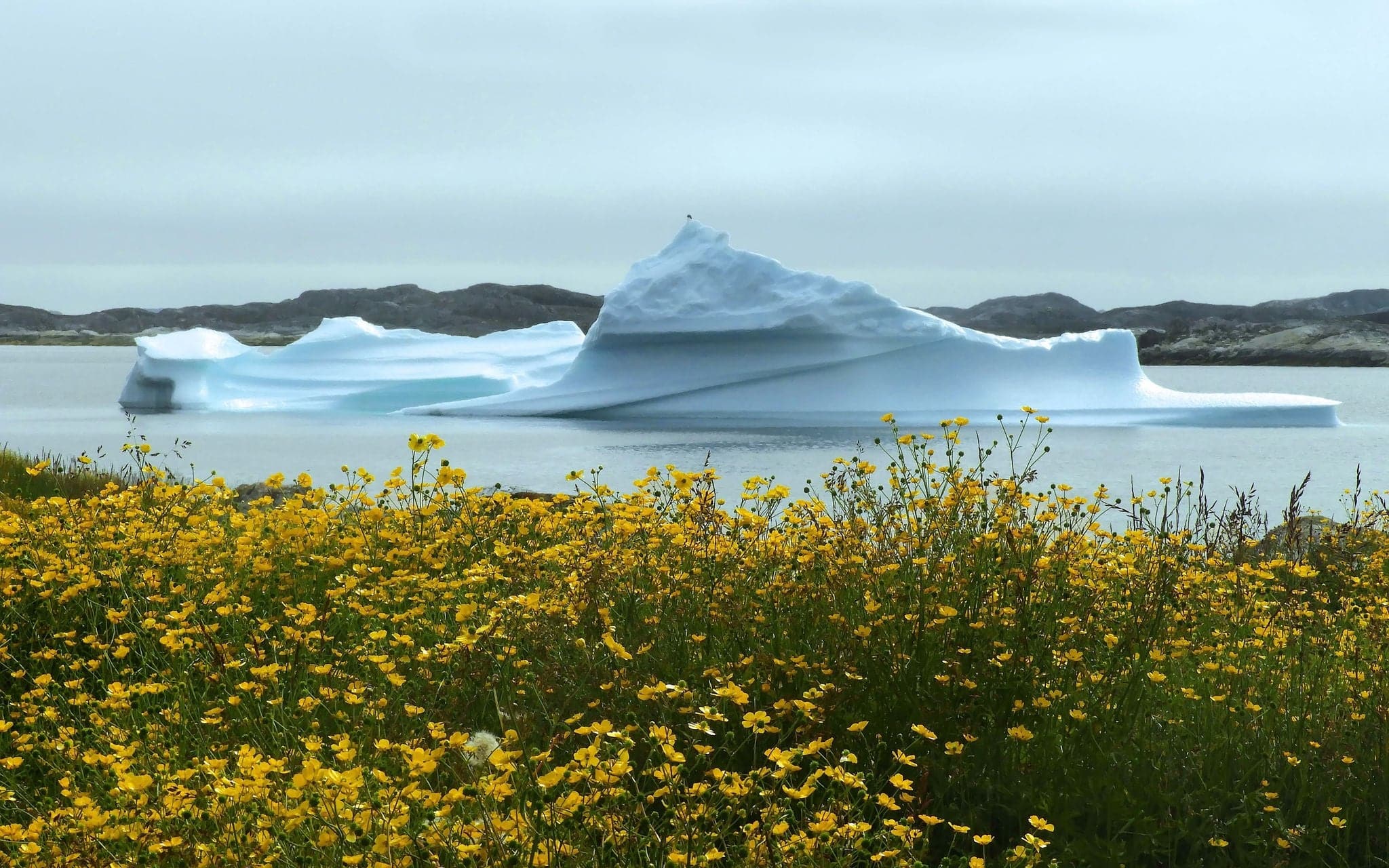  icebergs y amapolas árticas amarillas en verano.