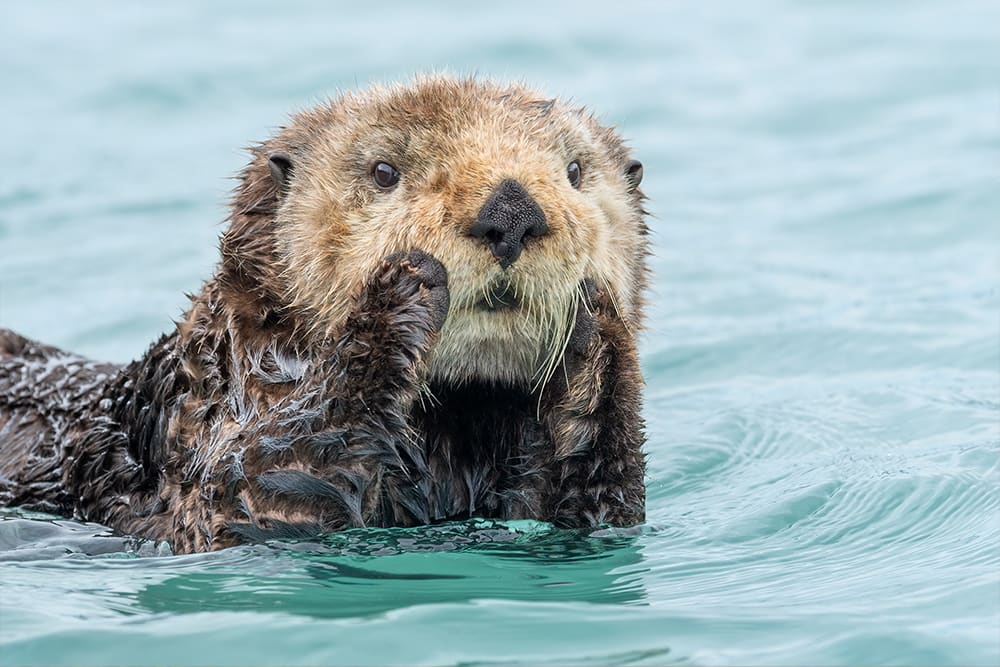 Sea Otter in Alaska