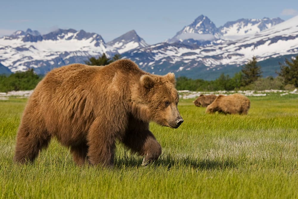 Alaska Cruise - Norwegian - Grizzly Bear