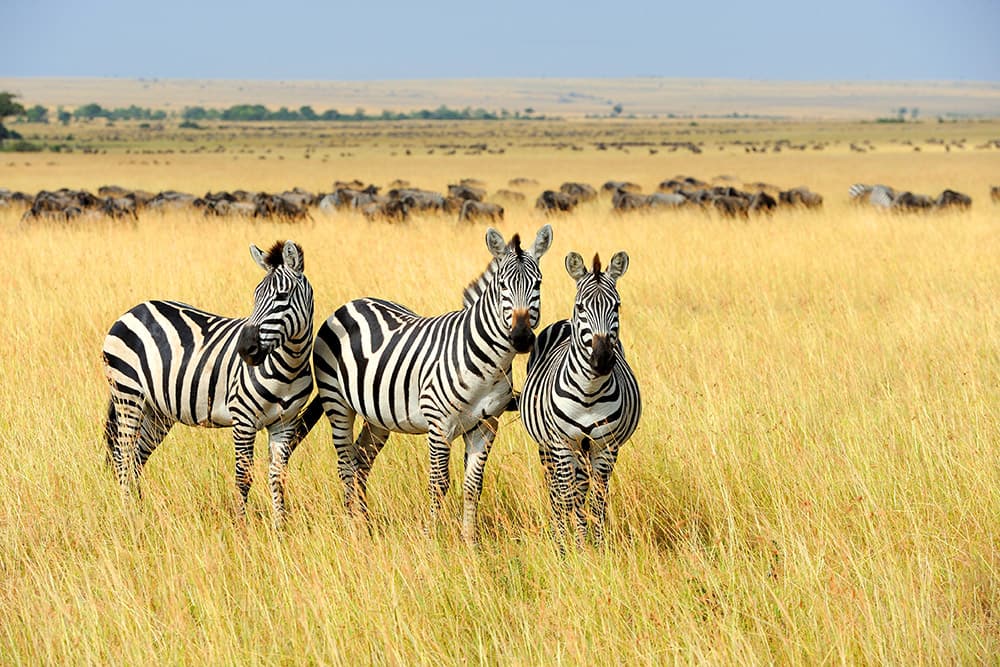 Zebras in South African Safari Shore Excursion