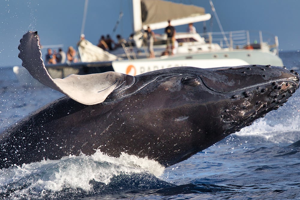 Tourists whale watching from a ship