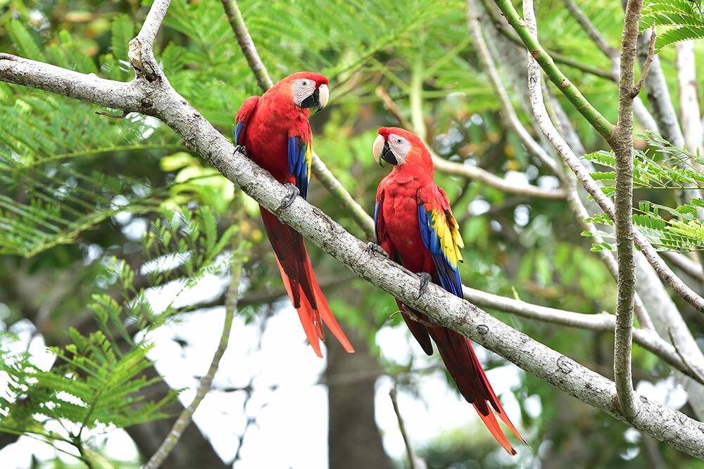 Scarlet Macaws Scarlet Macaws
