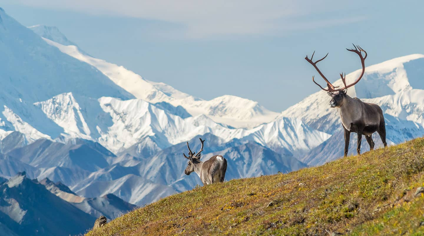 Denali/Valdez Explorer - Northbound Cruisetour