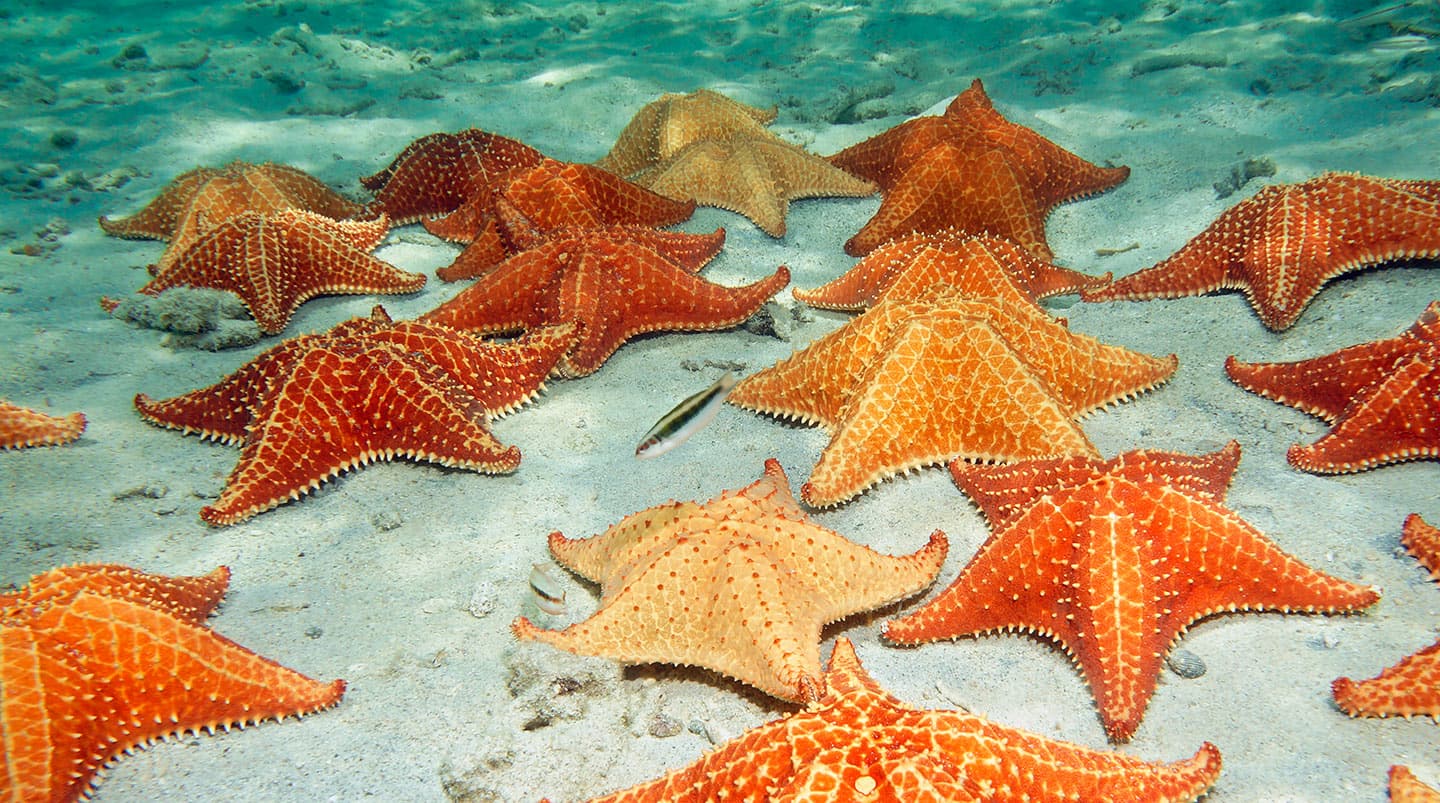 Cruise to Puerto Plata, Dominican Republic with Norwegian