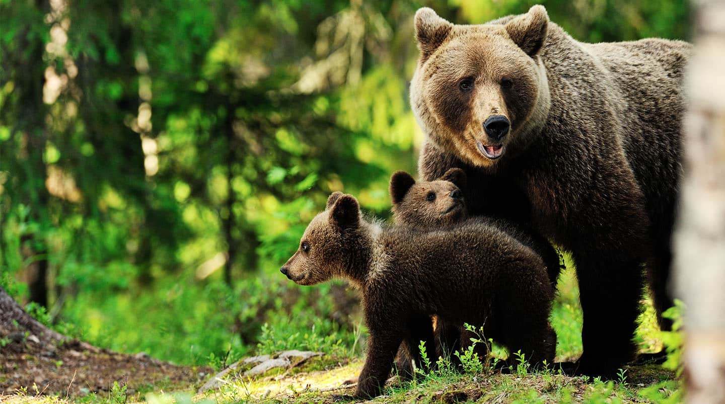Denali National Park