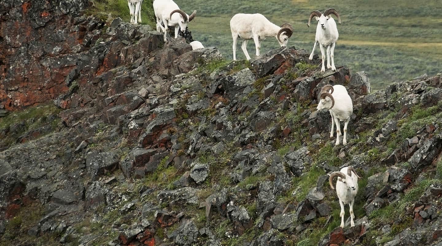 Denali National Park, Alaska