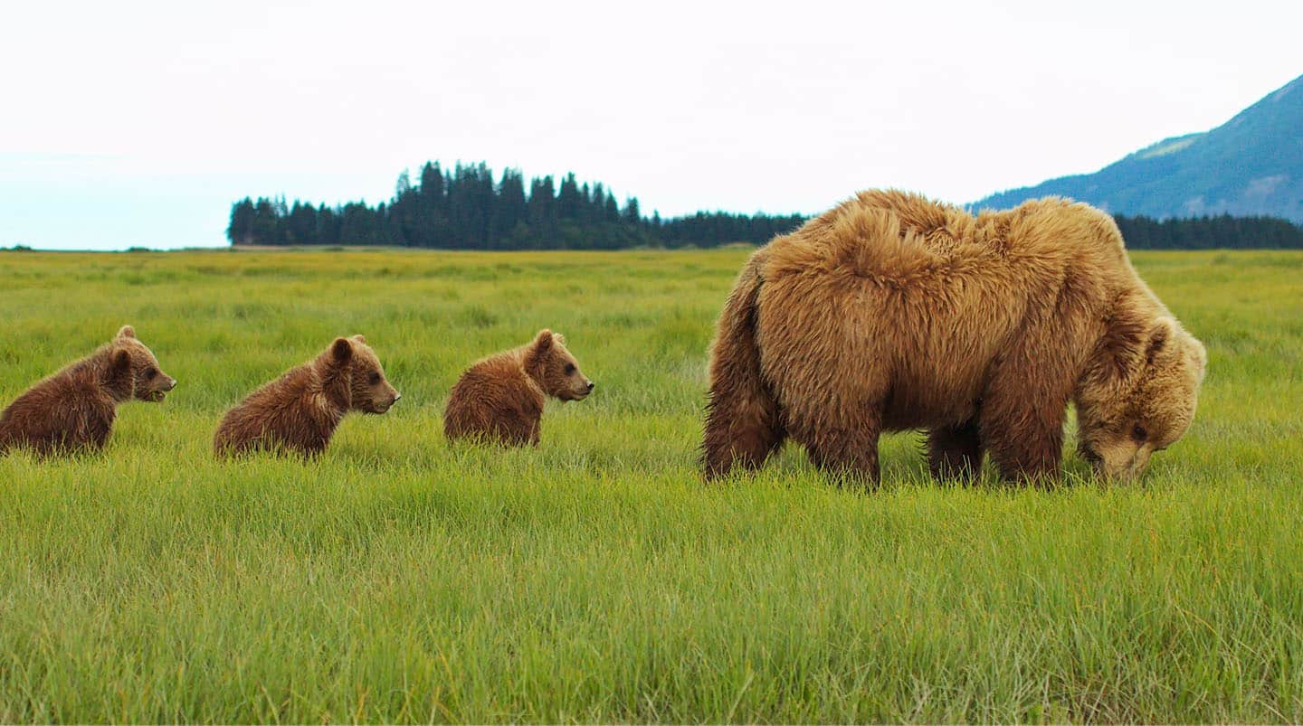 Denali National Park, Alaska