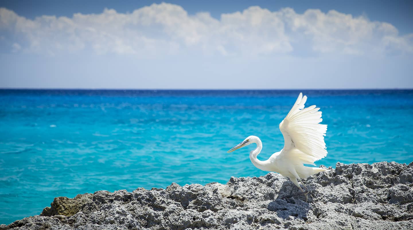 White heron bird at the sea in Cozumel, Mexico