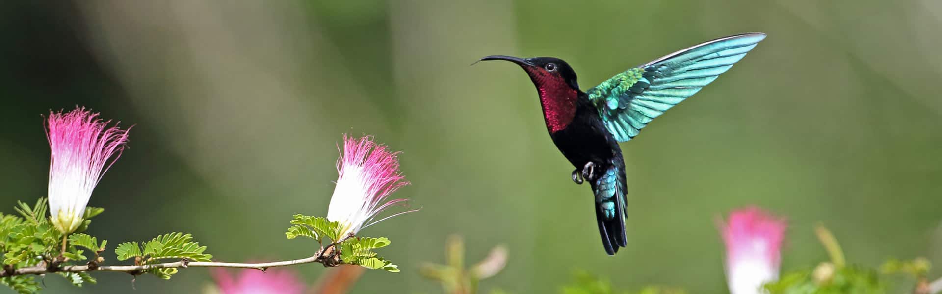 Bahamas: Great Stirrup Cay, Orlando y Nasáu