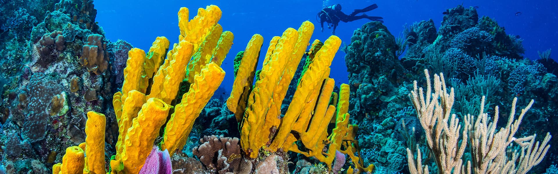 El Caribe: Harvest Caye, Cozumel y Roatán