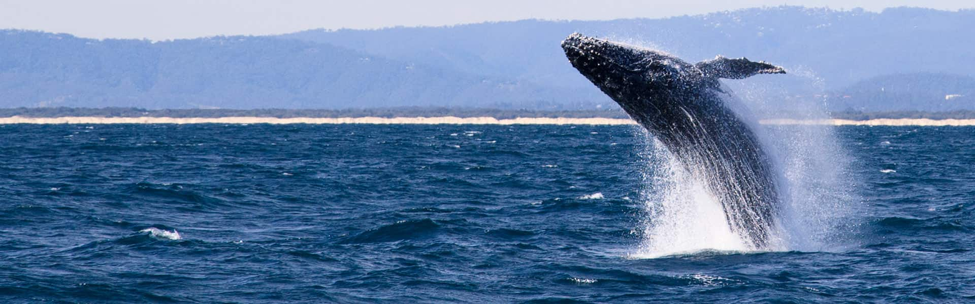 Riviera Mexicana: Cabo San Lucas y Puerto Vallarta