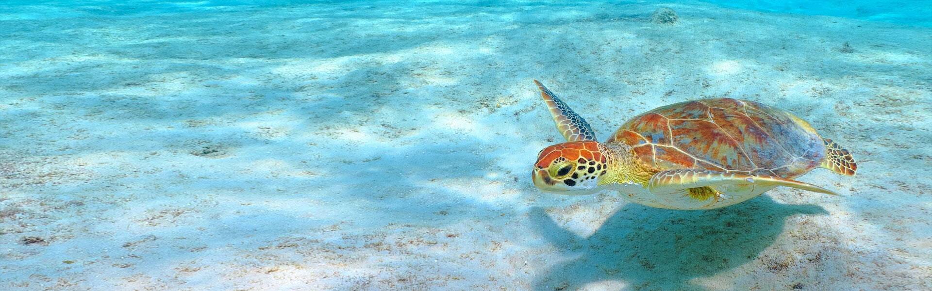 El Caribe: Santo Tomás y Tórtola