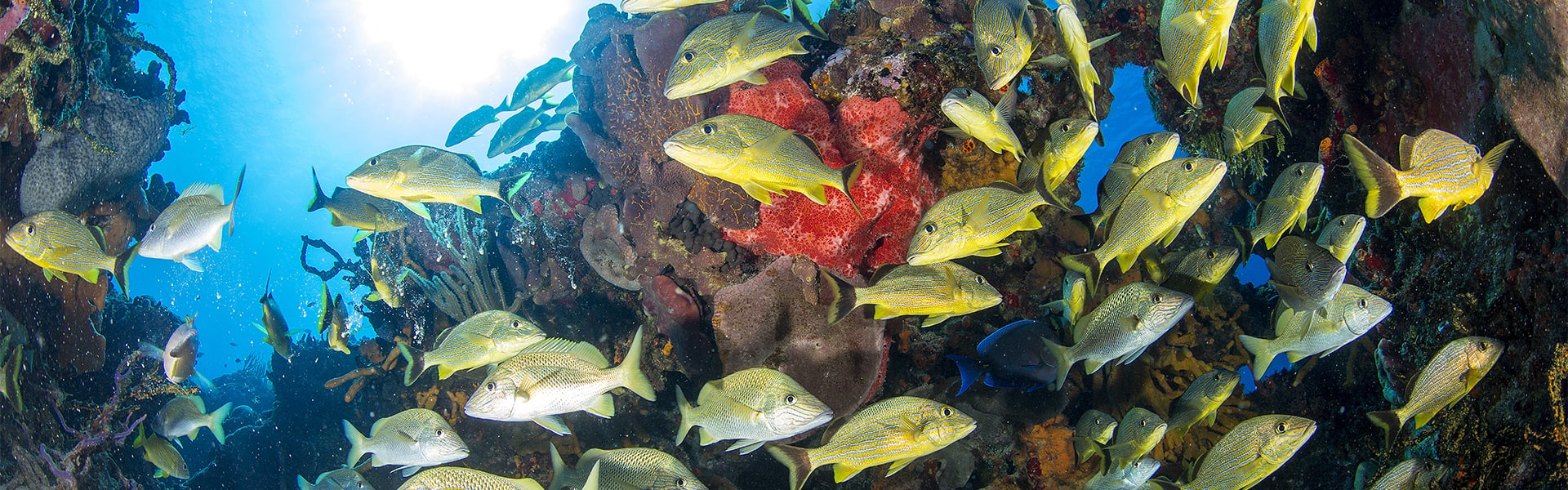 El Caribe: Harvest Caye, Cozumel y Roatán