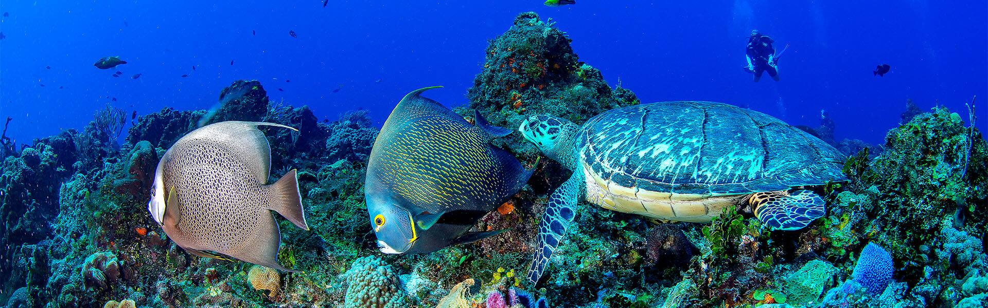El Caribe: Great Stirrup Cay y Cozumel