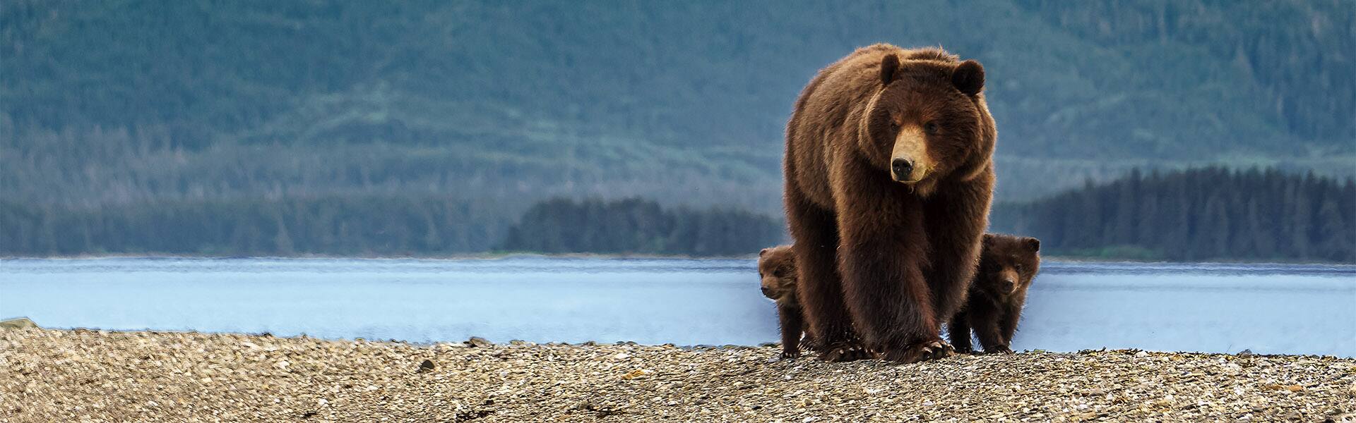 Explora Denali/Talkeetna - Paquete terrestre hacia el norte