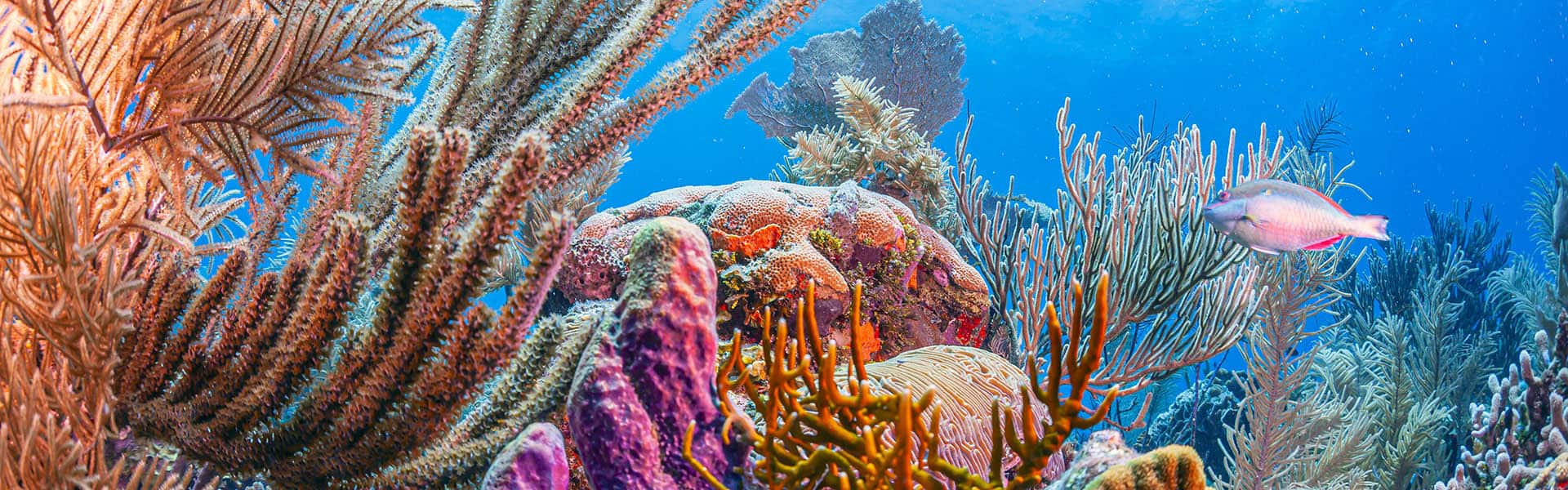 El Caribe: Harvest Caye, Cozumel y Roatán