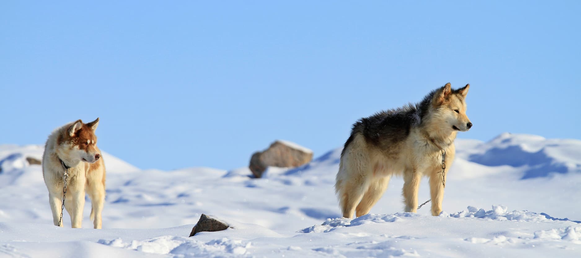Disfruta de un inolvidable paseo en trineo tirado por perros por la tundra helada.