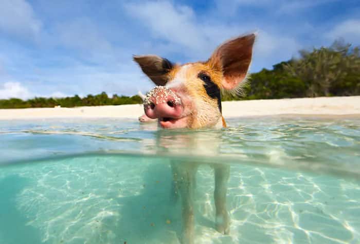 Nadar con cerdos: excursión en tierra ofrecida en este crucero