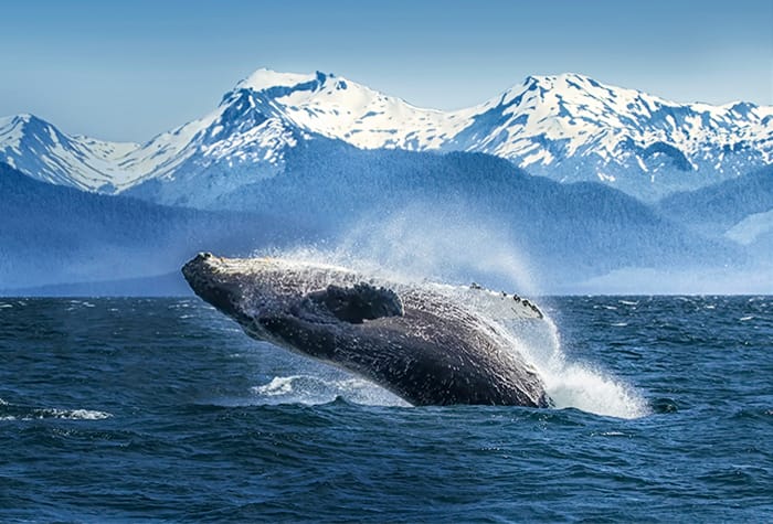 Cruceros en Alaska