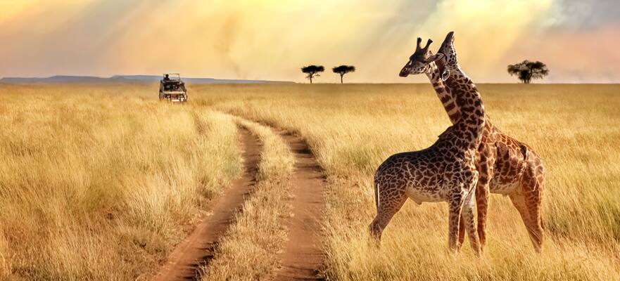 Safari por África y Seychelles, crucero de 21 días Safari por África y Seychelles, crucero de 21 días