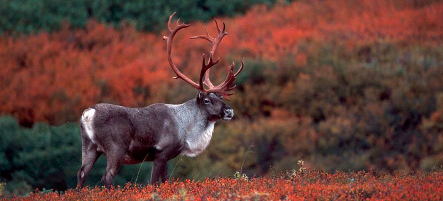 /sites/default/files/881-Alaska-New-Caribou2.jpg