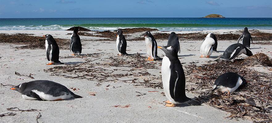 14-Day Antarctica & South America from Buenos Aires: Argentina, Falkland Islands & Uruguay